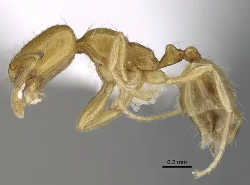 Trichomyrmex oscaris specimen ANTWEB1025250 image antweb1025250_3