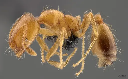 Trichomyrmex oscaris specimen CASENT0066964 image casent0066964_1