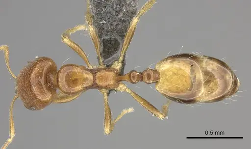 Trichomyrmex oscaris specimen CASENT0235926 image casent0235926_1