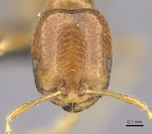 Trichomyrmex oscaris specimen CASENT0235926 image casent0235926_2