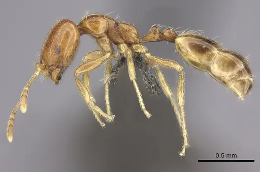 Trichomyrmex oscaris specimen CASENT0235926 image casent0235926_3