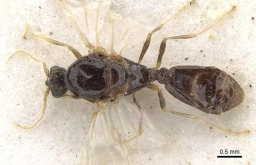 Trichomyrmex oscaris specimen CASENT0902180 image casent0902180_1