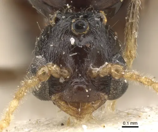 Trichomyrmex oscaris specimen CASENT0902180 image casent0902180_2