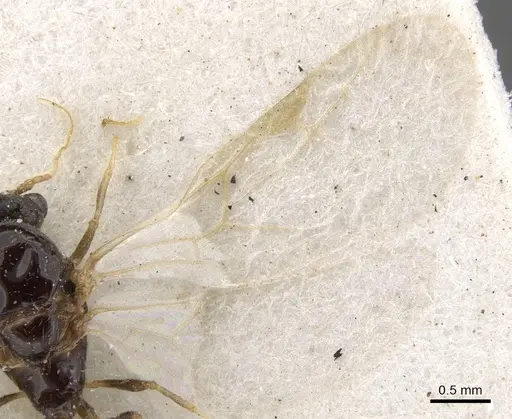 Trichomyrmex oscaris specimen CASENT0902180 image casent0902180_4