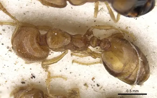 Trichomyrmex oscaris specimen CASENT0902208 image casent0902208_1