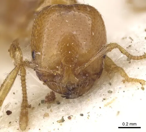 Trichomyrmex oscaris specimen CASENT0902208 image casent0902208_2