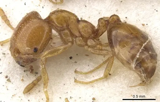 Trichomyrmex oscaris specimen CASENT0902208 image casent0902208_3