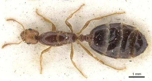 Trichomyrmex oscaris specimen CASENT0902209 image casent0902209_1