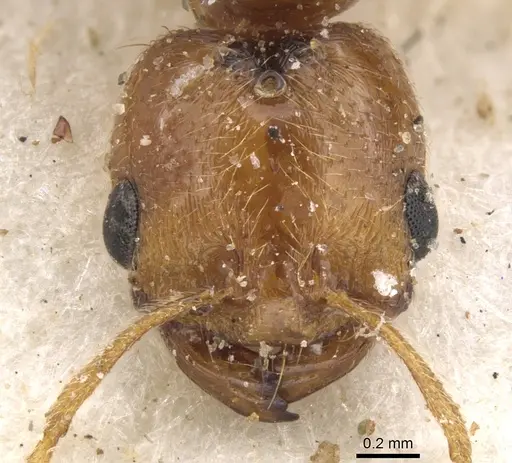 Trichomyrmex oscaris specimen CASENT0902209 image casent0902209_2