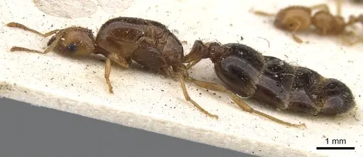 Trichomyrmex oscaris specimen CASENT0902209 image casent0902209_3
