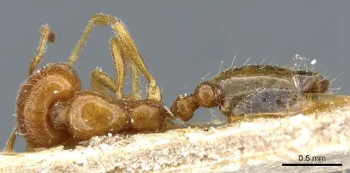 Trichomyrmex oscaris specimen CASENT0904583 image casent0904583_1