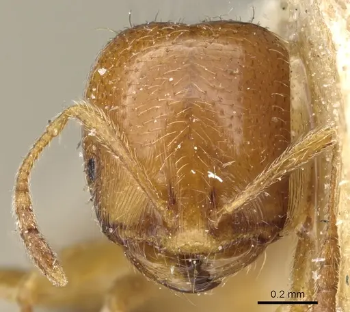 Trichomyrmex oscaris specimen CASENT0904583 image casent0904583_2