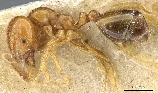 Trichomyrmex oscaris specimen CASENT0904583 image casent0904583_3