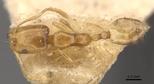 Trichomyrmex oscaris specimen CASENT0908712 image casent0908712_1
