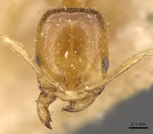 Trichomyrmex oscaris specimen CASENT0908712 image casent0908712_2