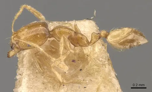 Trichomyrmex oscaris specimen CASENT0908712 image casent0908712_3