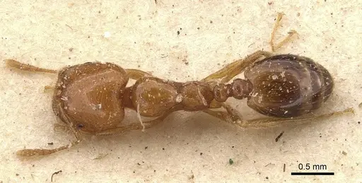 Trichomyrmex oscaris specimen CASENT0908716 image casent0908716_1