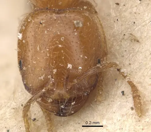 Trichomyrmex oscaris specimen CASENT0908716 image casent0908716_2