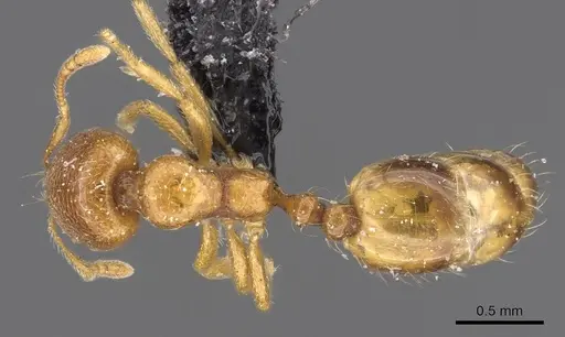 Trichomyrmex oscaris specimen CASENT0908750 image casent0908750_1