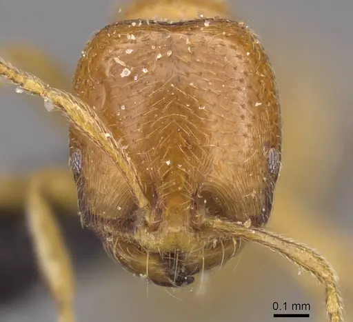 Trichomyrmex oscaris specimen CASENT0908750 image casent0908750_2