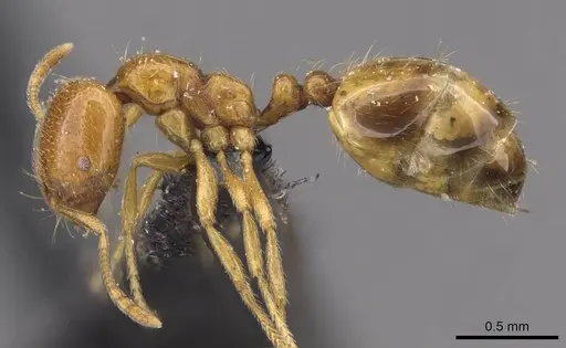 Trichomyrmex oscaris specimen CASENT0908750 image casent0908750_3