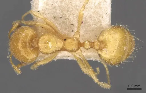 Trichomyrmex oscaris specimen CASENT0908751 image casent0908751_1