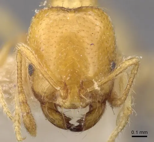Trichomyrmex oscaris specimen CASENT0908751 image casent0908751_2