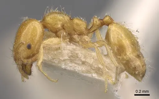 Trichomyrmex oscaris specimen CASENT0908751 image casent0908751_3