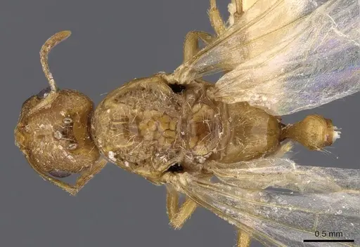 Trichomyrmex oscaris specimen CASENT0909201 image casent0909201_1