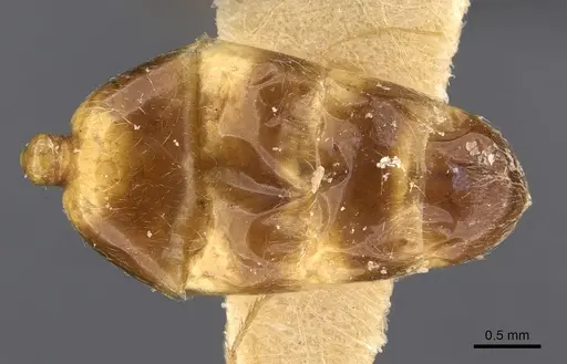 Trichomyrmex oscaris specimen CASENT0909201 image casent0909201_2