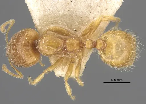 Trichomyrmex oscaris specimen CASENT0917001 image casent0917001_1