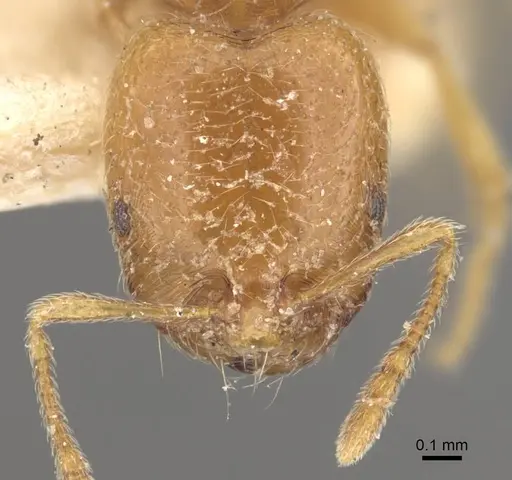 Trichomyrmex oscaris specimen CASENT0917001 image casent0917001_2