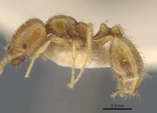 Trichomyrmex oscaris specimen CASENT0917001 image casent0917001_3