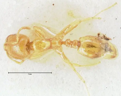 Trichomyrmex oscaris specimen FOCOL1717 image focol1717_1