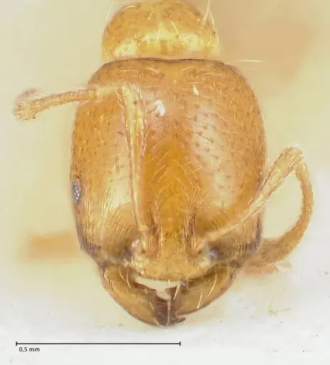 Trichomyrmex oscaris specimen FOCOL1717 image focol1717_2