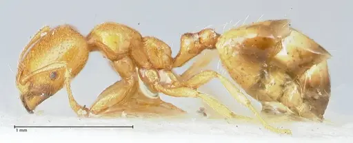 Trichomyrmex oscaris specimen FOCOL1717 image focol1717_3