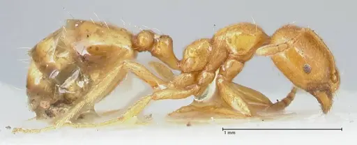 Trichomyrmex oscaris specimen FOCOL1717 image focol1717_4