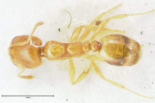 Trichomyrmex oscaris specimen FOCOL1718 image focol1718_1