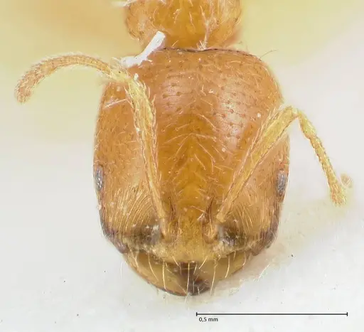 Trichomyrmex oscaris specimen FOCOL1718 image focol1718_2