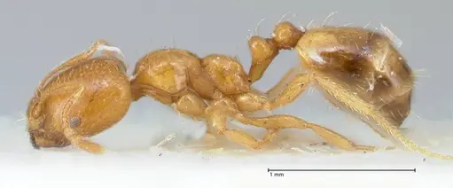 Trichomyrmex oscaris specimen FOCOL1718 image focol1718_3