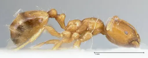 Trichomyrmex oscaris specimen FOCOL1718 image focol1718_4