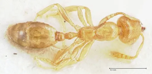 Trichomyrmex oscaris specimen FOCOL1719-1 image focol1719-1_1