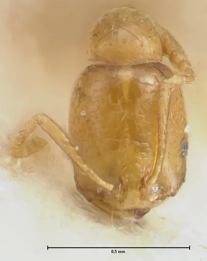Trichomyrmex oscaris specimen FOCOL1719-1 image focol1719-1_2