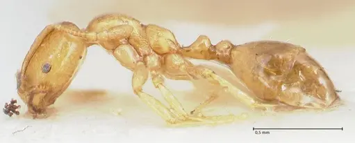 Trichomyrmex oscaris specimen FOCOL1719-1 image focol1719-1_3
