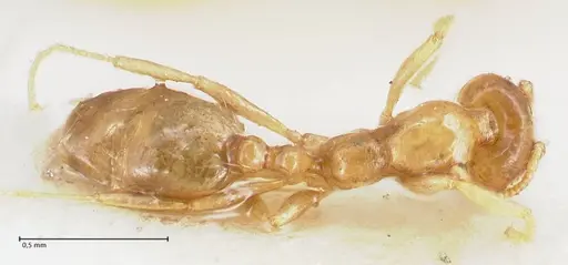 Trichomyrmex oscaris specimen FOCOL1719-2 image focol1719-2_1