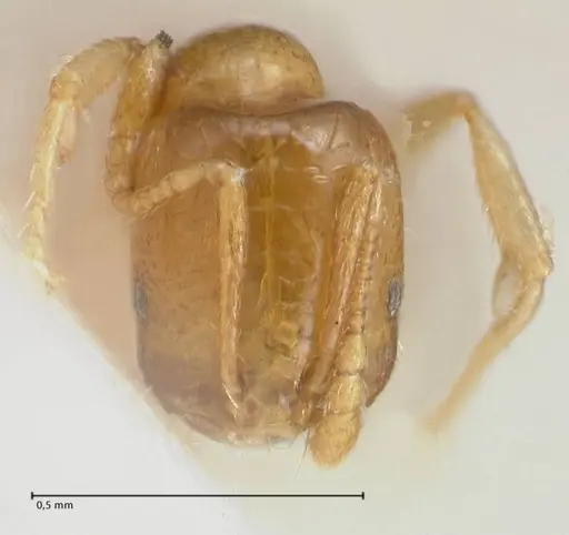 Trichomyrmex oscaris specimen FOCOL1719-2 image focol1719-2_2