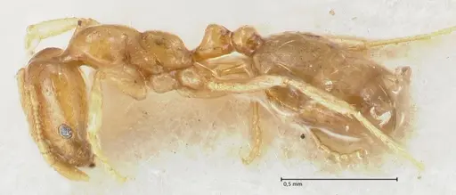 Trichomyrmex oscaris specimen FOCOL1719-2 image focol1719-2_3