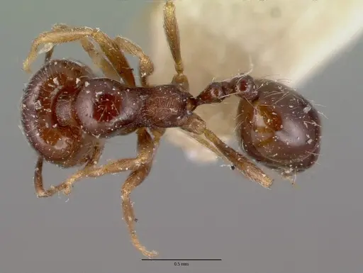 Trichomyrmex robustior specimen CASENT0008629 image casent0008629_1