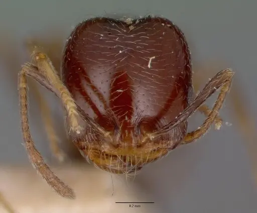 Trichomyrmex robustior specimen CASENT0008629 image casent0008629_2