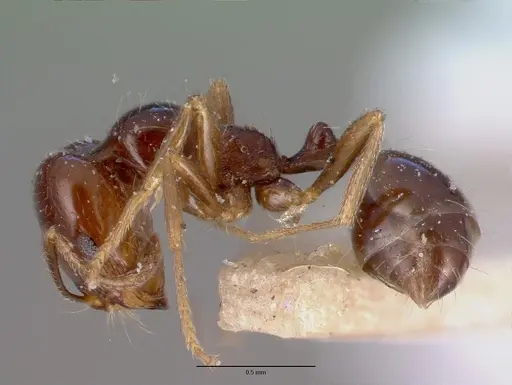 Trichomyrmex robustior specimen CASENT0008629 image casent0008629_3